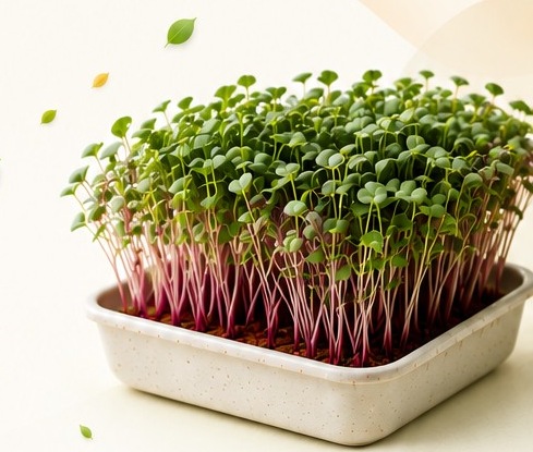 Subscription microgreens