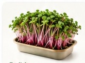 Radish microgreens